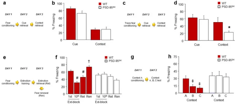 Figure 1. PSD-95 deletion does not affect retrieval of recent fear memories, but impairs their  extinction and precision