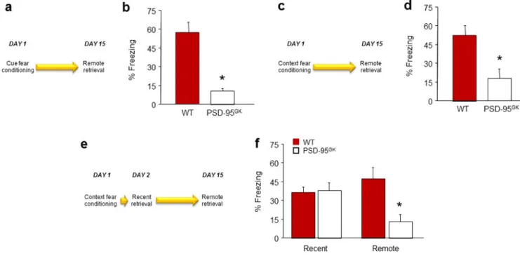 Figure 2. PSD-95 deletion impairs retrieval and stability of remote fear memories