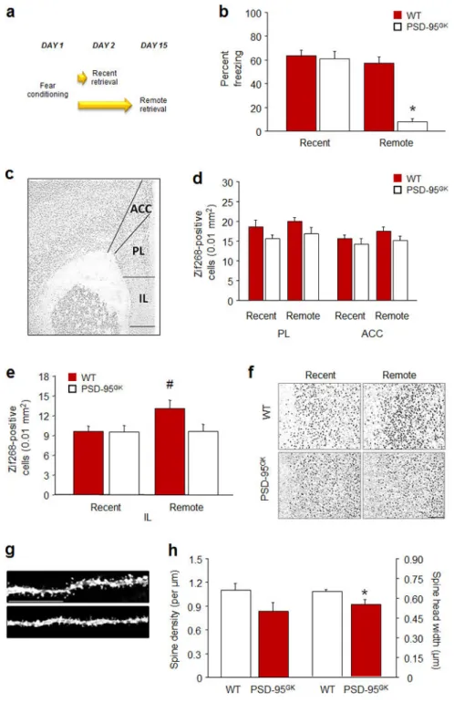Figure 3. PSD-95 deletion disrupts activation of the infralimbic cortex during remote fear  memory retrieval
