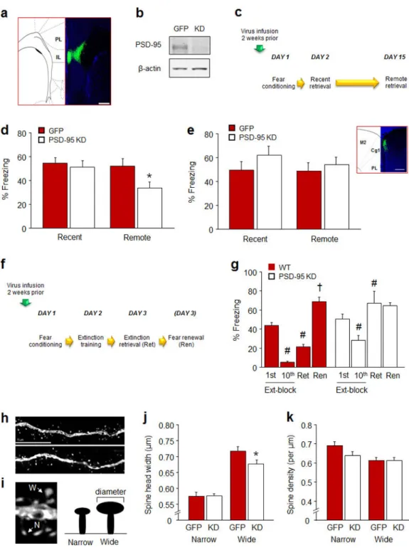 Figure 5. PSD-95 knockdown in infralimbic cortex impairs remote fear memory retrieval (a) Example of green fluorescent protein (GFP) localization of the PSD-95 knockdown  adenoassociated virus in the IL (scale bar=200 µm)