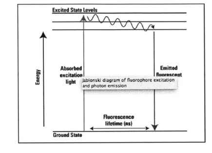 Figure 4: A  typical  energy level  diagram  of a fluorescent molecule.  Incident photons are  absorbed by ground state  electrons,  which  subsequently jump to excited states
