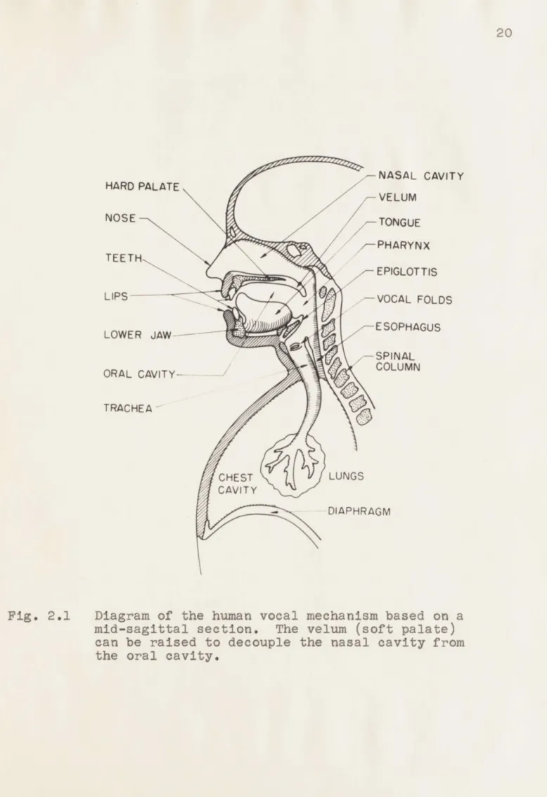 Fig.  2.1  Diagram of  the  human  vocal  mechanism based  on  a mid-sagittal  section