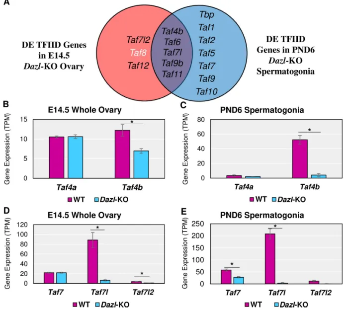 Fig 6. TFIID subunits in Dazl-KO female and male mice. (A) Venn diagram of TFIID subunits found to be significantly (log 2 FC &gt; |0.25|, p-adj &lt; 0.05) different between the WT and Dazl-KO of the E14.5 ovary and/or PND6 spermatogonia