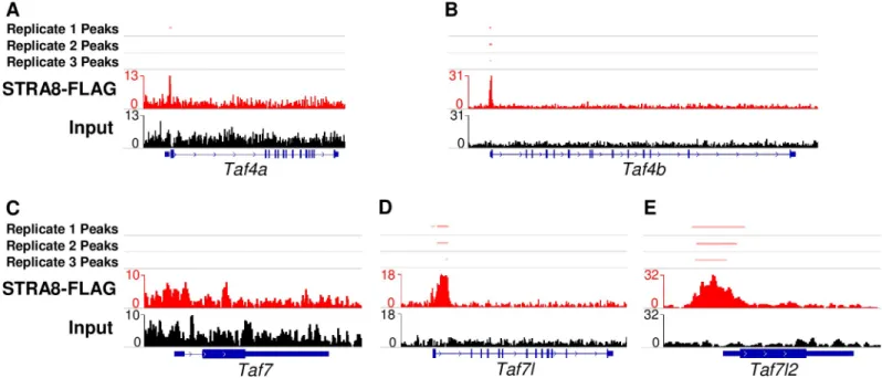 Fig 8. Identification of DAZL targets via iCLIP in testes synchronized for leptotene spermatocytes