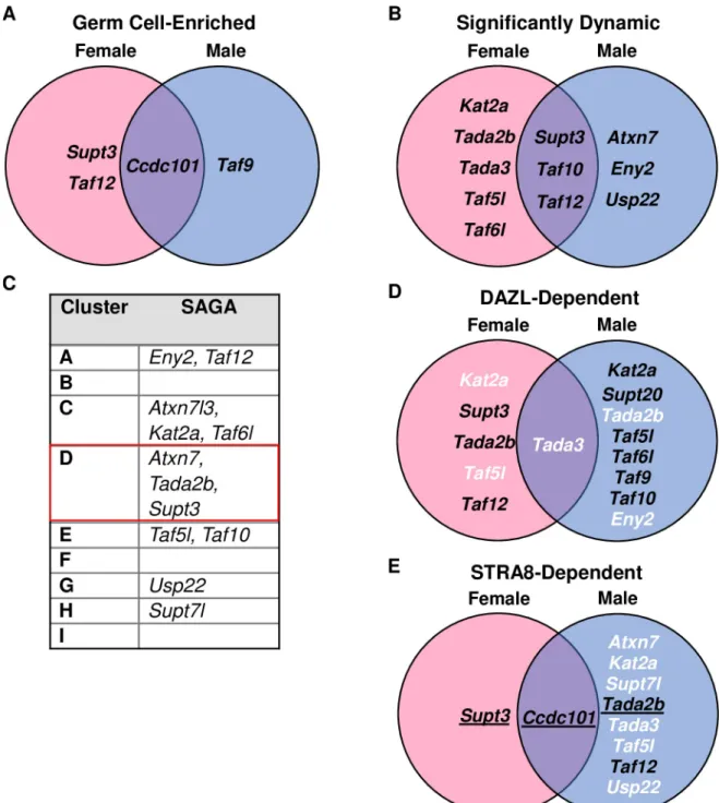 Fig 10. SAGA complex components not particularly germ cell relevant. (A) Venn diagram of SAGA subunits identified as significantly germ cell-enriched in the female and/or male germ cell time course data