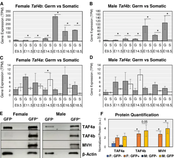 Fig 2. Taf4a vs Taf4b enrichment in the germ cells of the mouse embryonic gonad. Gene mRNA expression levels of Taf4b (A-B) and Taf4a (C-D) in female and male embryonic germ cells (“G”) and somatic cells (“S”) from E9.5 to E18.5 indicate that Taf4b is sign