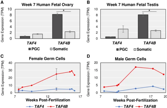 Fig 3. Human embryonic data resembles Taf4a and Taf4b characteristics in mouse. (A-B) At 7 weeks post-fertilization, female gonadal cells sorted for alkaline phosphatase-positive, CD117-positive germ cells (PGC) and male gonadal cells sorted for cKit-posit