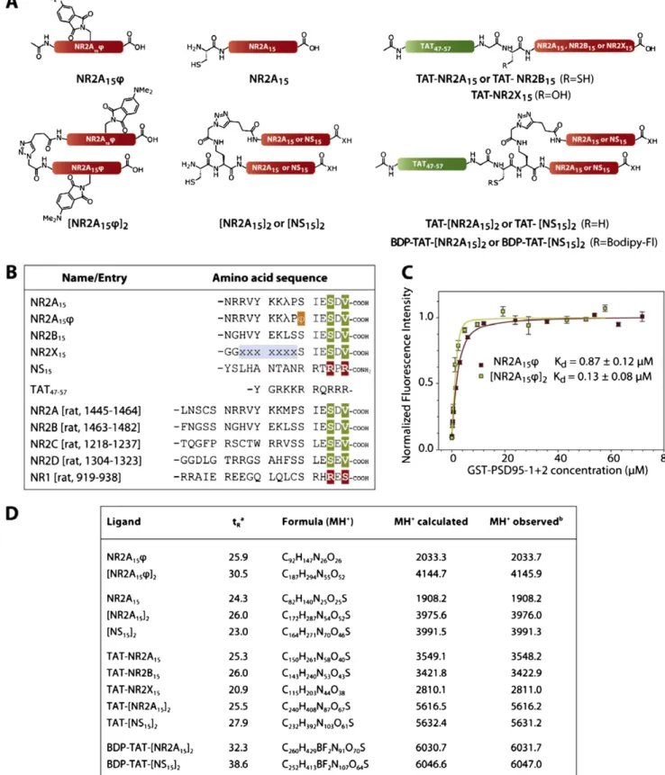 Fig. S1. Structure and amino acid sequence of the competing ligands. (A) Structure of the monovalent and divalent ligands (X: O for NR2A 15 or NH for NS 15 ).