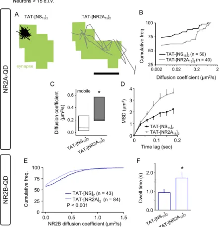 Fig. S2. TAT-[NR2A 15 ] 2 increases the mobility of synaptic 2A-NMDARs and decreases the mobility of 2B-NMDARs in mature ( > 15 d in vitro) synapses