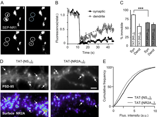 Fig. S3. Acute disruption of the interaction between 2A-NMDARs and PDZ proteins increases the surface diffusion of surface NR1-NMDARs and decreases the synaptic content of NR2A subunits