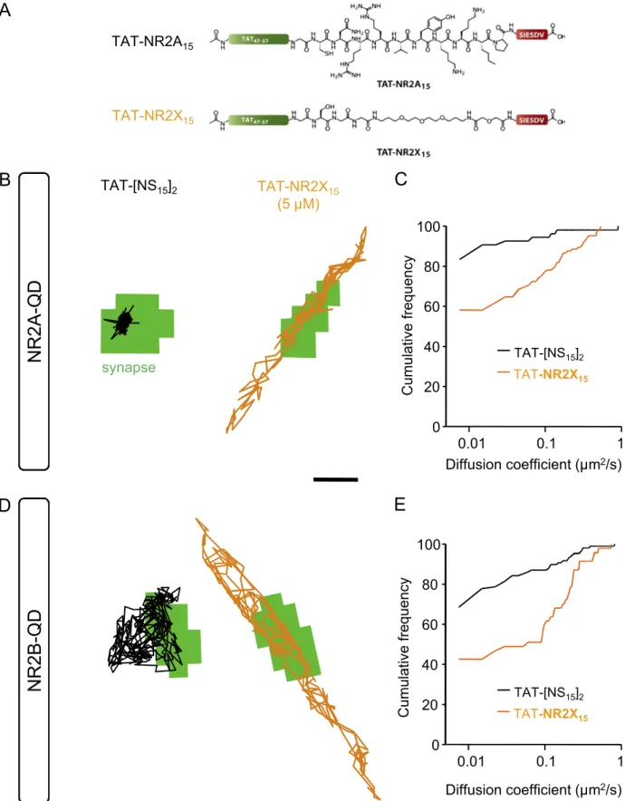 Fig. S5. TAT-NR2X 15 increases in a nonspeci ﬁ c manner the mobility of synaptic 2A- and 2B-NMDARs