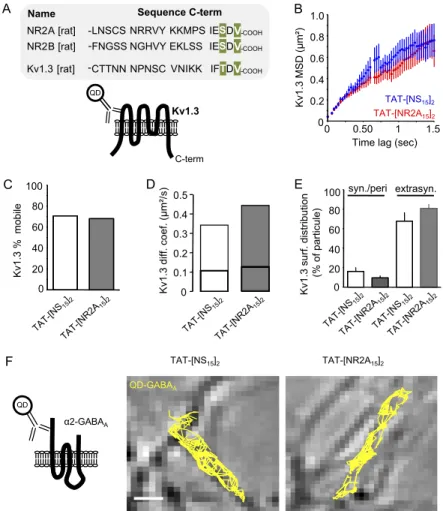 Fig. S6. Impact of TAT-[NR2A 15 ] 2 on potassium Kv1.3 channel and GABA A receptor surface traf ﬁ cking