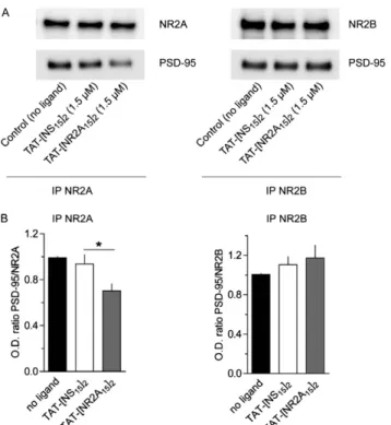 Fig. S7. TAT-[NR2A 15 ] 2 speci ﬁ cally blocks the interaction between PSD-95 and NR2A subunit in rat brain homogenates