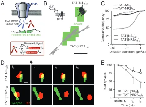 Fig. 1. Acute disruption of the interaction between 2A-NMDARs and PDZ proteins using a NR2A-derived multivalent ligand