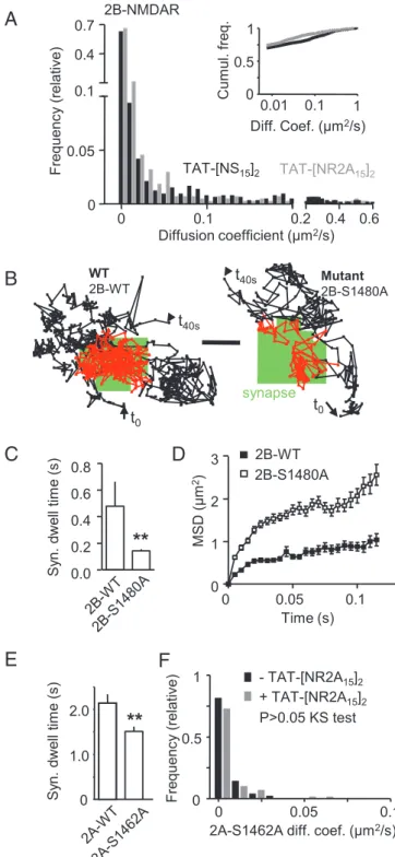 Fig. 2. TAT-[NR2A 15 ] 2 incubation does not affect native 2B-NMDARs or NR2A subunit mutant that does not bind to PDZ proteins