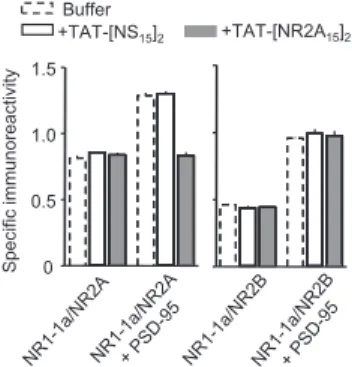Fig. 3. TAT-[NR2A 15 ] 2 speciﬁcally blocks the interaction between PSD-95 and NR2A subunit
