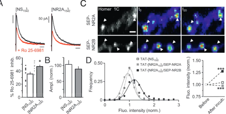 Fig. 4. Dynamic regulation of surface 2A- and 2B-NMDAR content in postsynaptic areas. (A) Evoked NMDAR EPSCs (recorded at +30 mV) averaged at 0 to 2 min (black trace) or 18 to 20 min (red trace) after dialysis with Ro 25-6981 (1 μ M, 2B-NMDAR antagonist; L