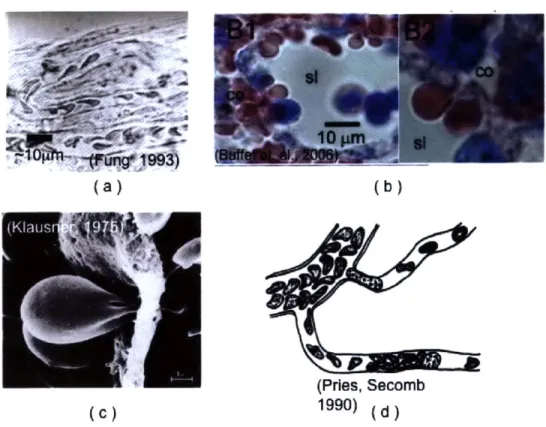 Figure  2-6:  Examples  of  large  deformations  of  RBCs  in  the  microvasculature:  (a) Bright  field,  phase  image  of  RBC  flow  in  the  canine  microvasculature