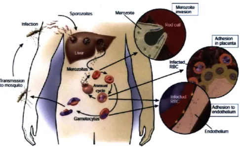 Figure  2-8:  Life  cycle  and  pathogenesis  of  P.falciparum malaria  (Taken  from  Miller et