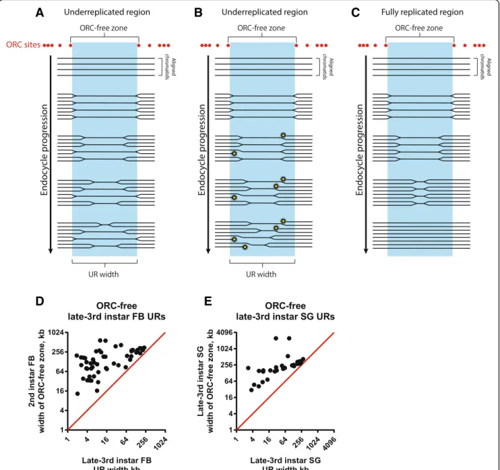Fig. 6 Relationship between ORC location and underreplication domains. a, b Models for the hypothesis of underreplication resulting from inhibition of replication fork progression