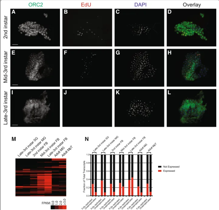 Fig. 2 Cytological analysis of replication and dynamics of transcription during larval fat body development