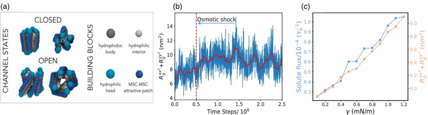 FIG. 1. Single channel properties. (a) MSC is modelled as five rods connected by springs