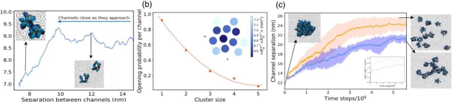 FIG. 3. Channels interacting via explicit attractive interactions gate cooperatively. (a) Average pore size of two MSCs as a function of distance between them ( γ ¼ 1 
