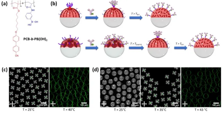 Figure  7.  Antibody  immobilization  at  topological  defects:  (a)  Chemical  structure  of PCB-b-PB(OH) 2 ,  the  boronic  acid  block  copolymer  surfactant  used  for  the  functionalization  of  topological  defects