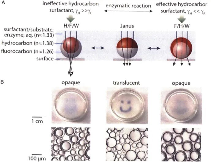 Figure  1.4.  Reconfigurable  droplets  act  as  tunable  lenses  and  the  optical  transmission  of an emulsion  film  depends  on the  droplet morphology