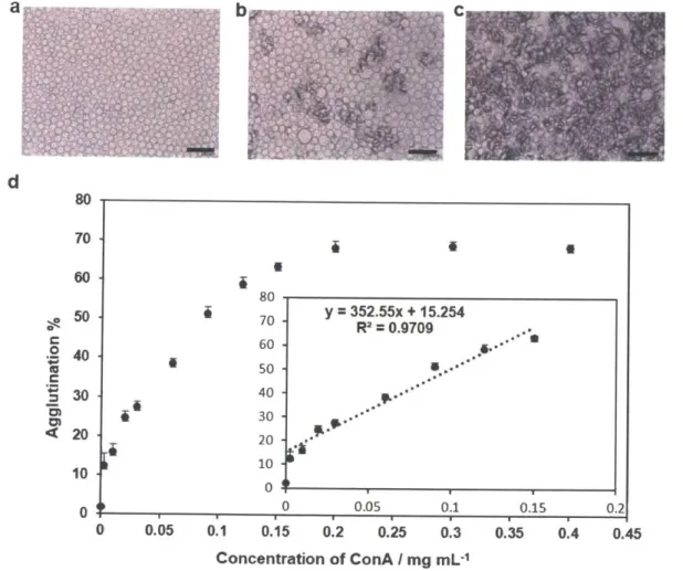 Figure 2.4. Correlation of ConA  concentration and agglutination level.  a)  Janus emulsion without ConA