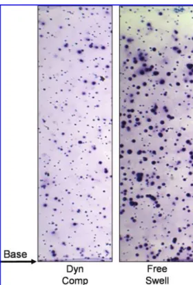 FIG. 3. Viable cell distribution and proteoglycan deposition adjacent to the impermeable base after 21 days of the 12-h=d loading protocol in the absence of TGF b 