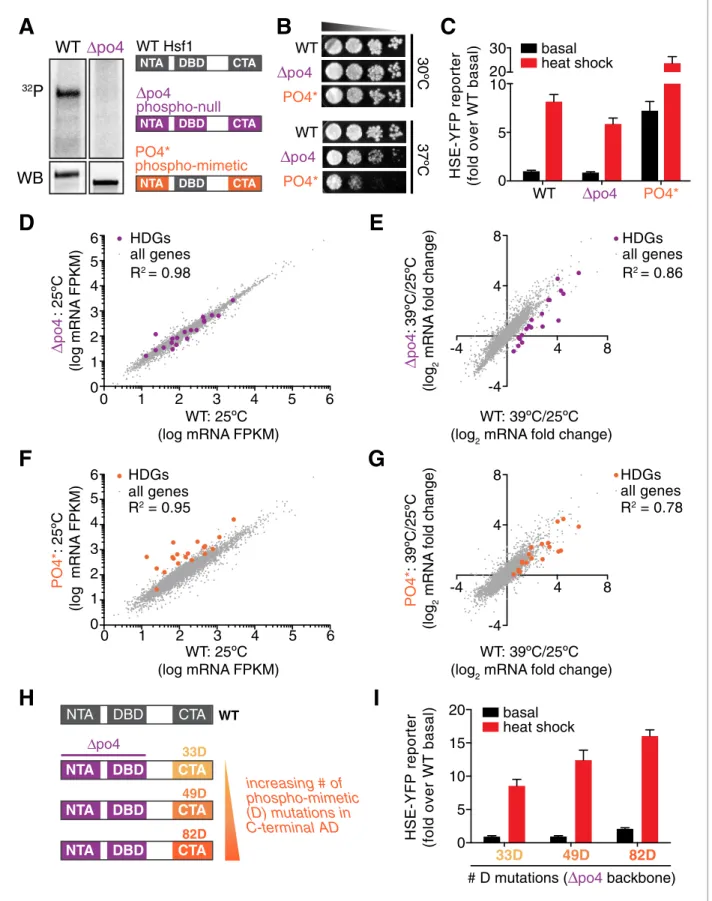Figure 4. Phosphorylation is dispensable for Hsf1 function but tunes the gain of its transcriptional activity