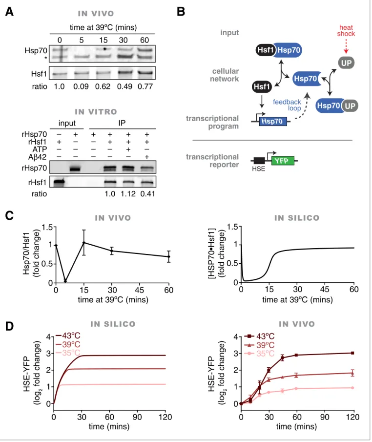 Figure 1. In vivo, in vitro and in silico evidence for an Hsp70 . Hsf1 dissociation switch as the core mechanism regulating the heat shock response