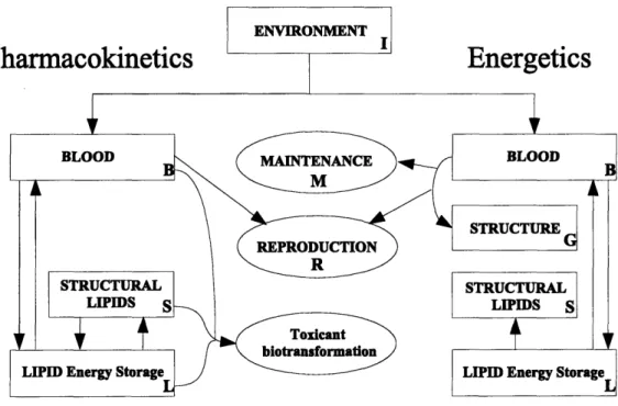 Figure  2-1:  Model outline  with  pharmacokinetic  (left) and  energetic  (right)  model compartments