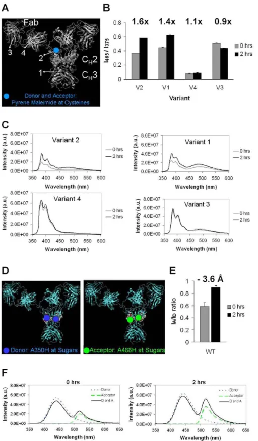 Figure 3. Protein-protein and carbohydrate-carbohydrate interactions in the C H 2 domain increase upon stress