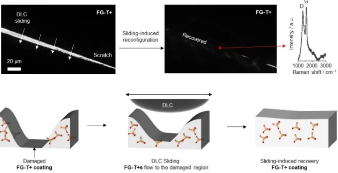 Figure S3. Top: Mechanical sliding-induced reconfiguration of a scratched FG-T+ film: The  reversible  Meisenheimer  complexes  across  the  cracked  film  (intentionally  scratched  by  a  razor blade)  was cured  under mechanical shear  force