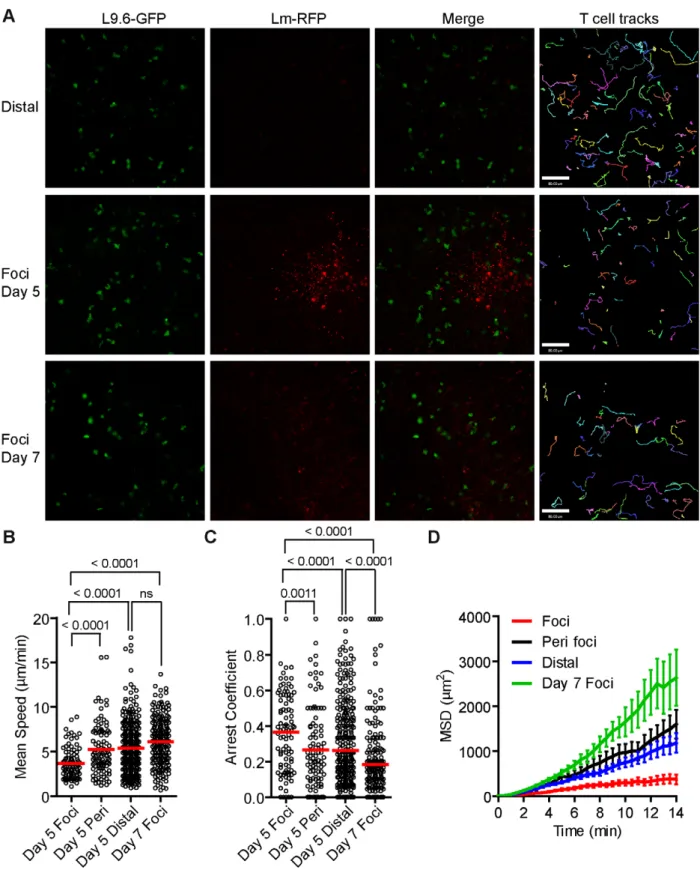 Figure 6. Lm antigen specific CD8 + T cells have reduced motility within Lm foci. One day prior to Lm-RFP infection (2.56 10 4 ), 0.5 million L9.6-EGFP CD8 + T cells were transferred to CB6/F1 recipients