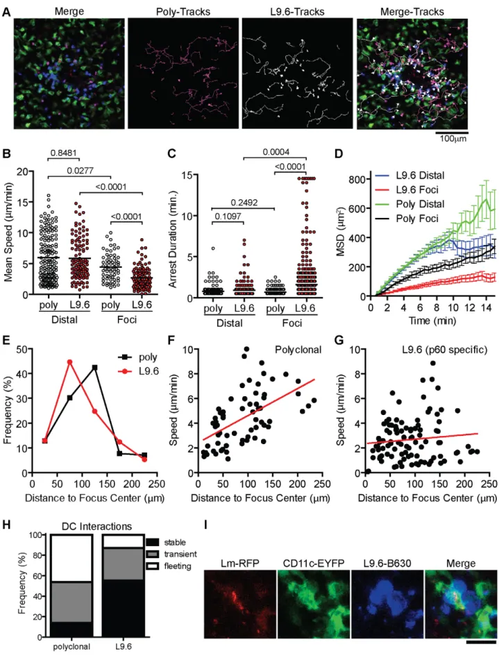 Figure 8. CD8 + T cell motility inside Lm foci is controlled by antigen dependent and independent mechanisms