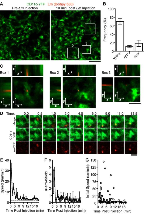 Figure 1. Systemic Lm rapidly associates with sinusoidal DC in the spleen RP. 10 7 Bodipy-630 labeled Lm were injected i.v