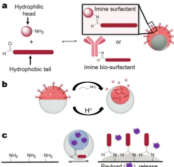 Figure  2.  Dynamic  double  emulsions.  a)  Morphological  changes  of  dynamic  double  emulsions  of  HC  (red)  and  FC  (white)  with  adjustments  in  γ  balance
