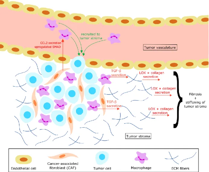 Figure 4. Macrophage positive-feedback effect on tumour ECM stiffening. Macrophages are recruited to the tumour stroma  through CCL2 secretion and SMAD upregulation in CAFs