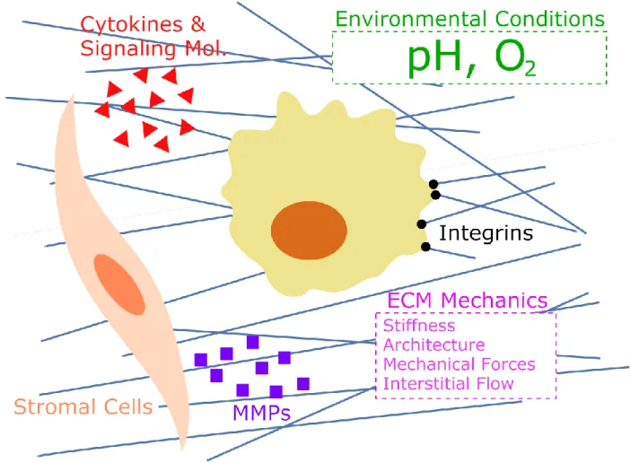 Figure 2. Summary of stromal conditions, species, and cells affecting and affected by cancer cell activity