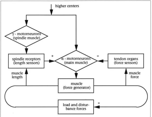 Figure 3: A diagram  of stiffness  regulation  in the stretch  reflex [361.