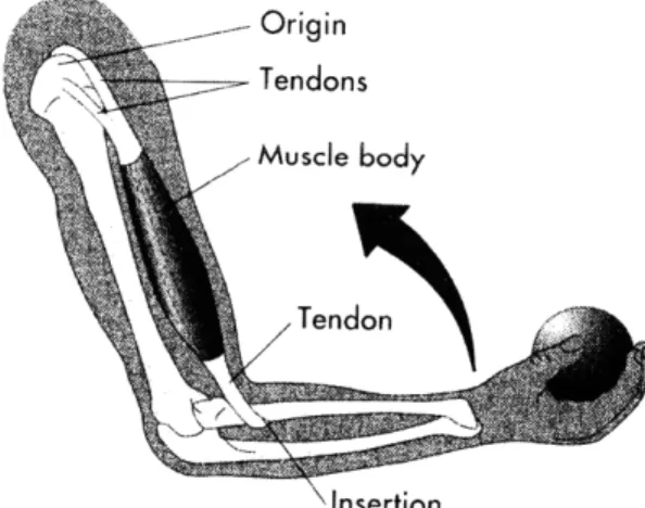 Figure 2.10  The human elbow  joint is  a third class  lever.