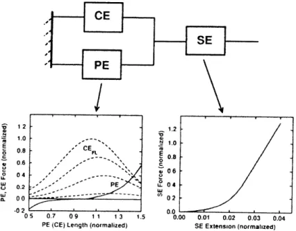 Figure 2.12 Hill-type  muscle  model  [Winters,  1995].