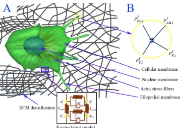 Figure 1: Dynamic model of cancer cell migration in an elastic ECM fiber  network.  A)  Integrated  cancer  cell  migration  model  consisting  of  cellular  membrane, nuclear membrane, actin stress fibers, and filopodial membrane