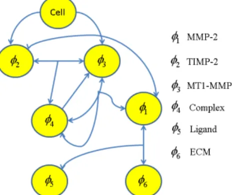 Figure 3: Schematic diagram of signal pathway. This extracellular signal  pathway activates MMP-2, and degrades the integrity of ECM