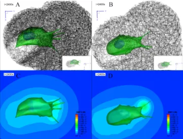 Figure 4: Simulation of cancer cell invasion into a densified ECM fiber  network.  Simulated  cancer  cell  migration  in  two  different  ECM  fiber  network models with pore sizes of A) 1.0, and B) 1.5 µm at t + 2400 s