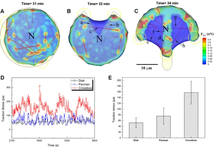 Figure 4. Contour plots of traction (or FA) force on ventral cell surfaces. Spreading cells on three fibronectin coated micropatterns of A) disk, B) pacman and C) crossbow shapes