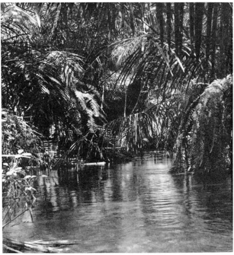 Figure  8.  - Dortoir  de  Talapoins  sur  palmiers  (Ill'wonga). 